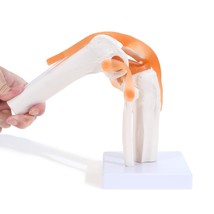 MYASKRO ✮ Human Knee Joint Model with Ligaments ✮ Flexible 1:1 ✮ Scientific Life - £54.74 GBP