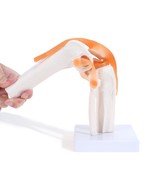 MYASKRO ✮ Human Knee Joint Model with Ligaments ✮ Flexible 1:1 ✮ Scienti... - £54.17 GBP