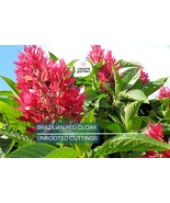 Brazilian Red Cloak 7 Fresh Cuttings – Easy to Root Exotic Shrub - $35.00