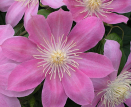 Long Lasting Blooms - Irene Clematis - Creamy Rose Pink Flower - 2.5&quot; Pot - £40.31 GBP