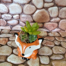 Mini Fox Planter with Succulent Arrangement, Succulent Gift, Animal Planter Pot image 4