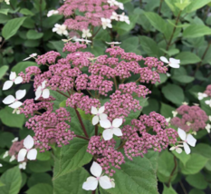 1 Pc 4&quot; Pot Pink Hydrangea Flowers, Smooth Hydrangea Live Plant | RK - £55.22 GBP