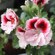 BELLFARM Bi-Colored Red White Univalve Geranium Seeds, 20 pcs/Pack, Garden Pelar - £5.15 GBP