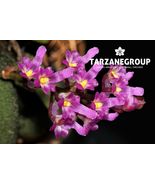SCHOENORCHIS FRAGRANS MINI MINIATURE ORCHID XL MOUNTED - $49.00