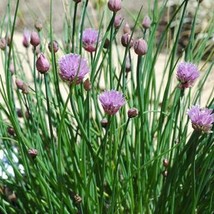 Vegetable Seeds 1000 Chive Spice Seeds Chives Seeds Herb Seeds Gardening USA Shi - $13.25