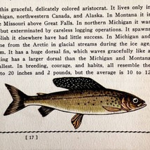 Grayling 1939 Fresh Water Fish Art Gordon Ertz Color Plate Print PCBG20 - £23.59 GBP