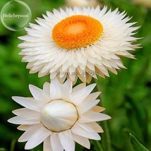 White Strawflowers Helichrysum Bracteatum 30 Seeds Beautiful Flowers Light Up Yo - £6.10 GBP