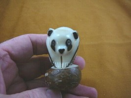 (TNE-BEA-PA-209C) Panda BEAR TAGUA NUT Figurine Carving Vegetable palm p... - $21.73