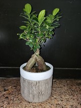 Ficus Microcarpa Bonsai - Live Plant 12-6&quot; Pot - £79.12 GBP