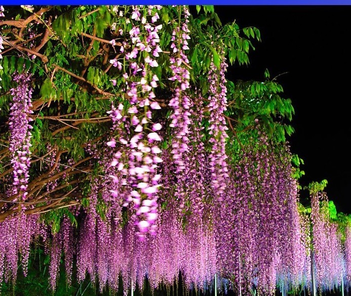 100 seeds 100% Ture Heirloom Pink Wisteria Flower Seeds