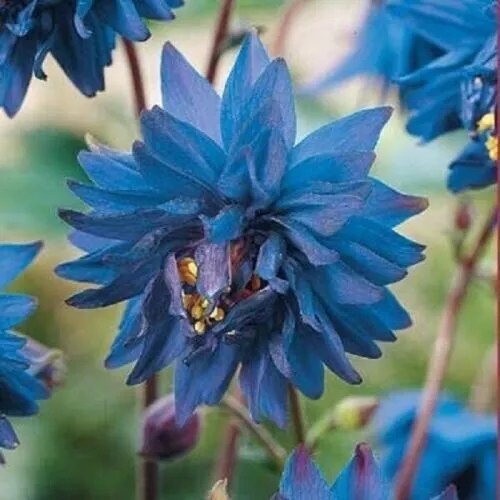 Barlow Blue Columbine 50 Seeds Flower Perennial Flowers Seed Bloom - £8.59 GBP