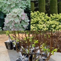 6-10&quot; Tall Live Plants 2 Little Lime Panicle Hardy Hydrangea Shrubs Qt Pot - $99.90