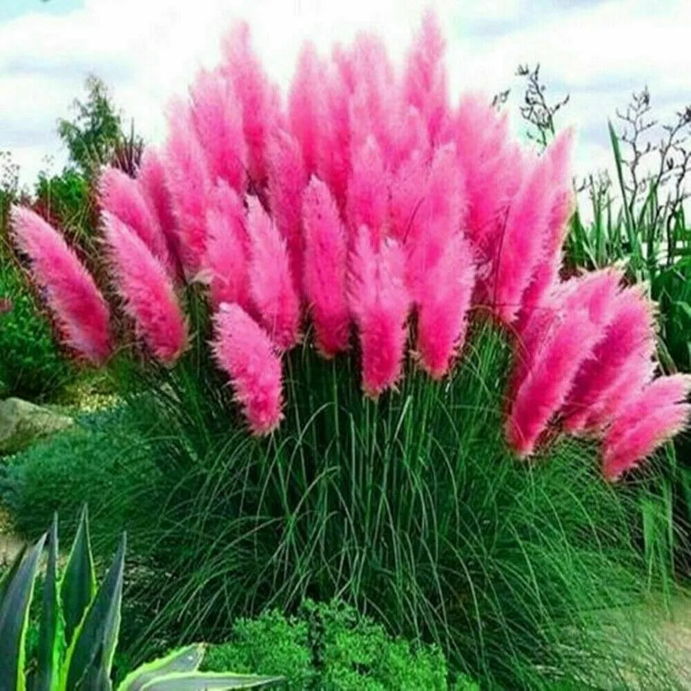 Pampas Grass- Hot Pink- 100 Seeds - Fresh - $20.28