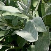 Sage Fanni Seeds 100 Seeds Gardening Fresh USA Seller - £5.03 GBP