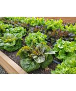 Hot 200 of Lettuce Seeds Vegetable seeds USA Non GMO - £6.13 GBP