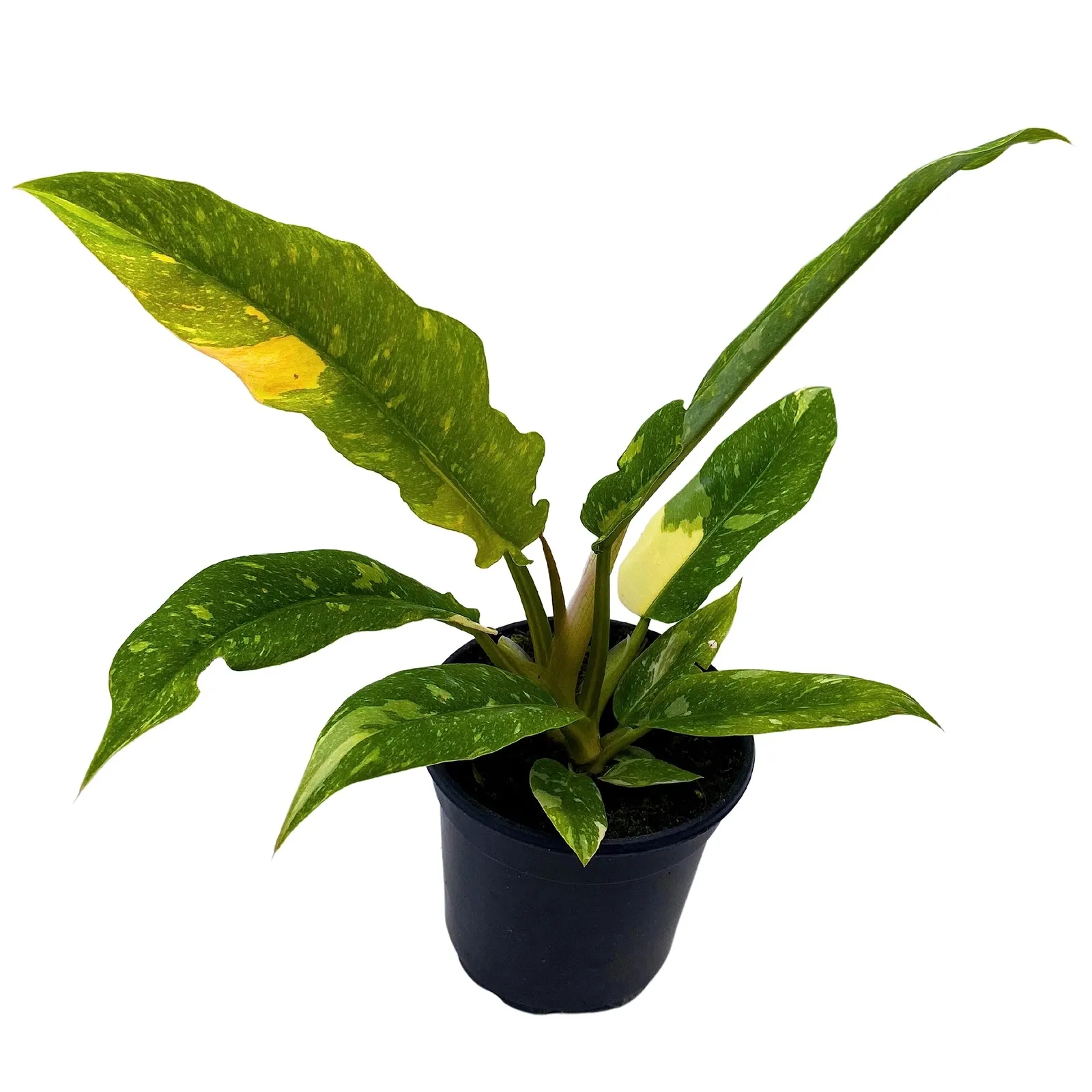 Philodendron Ring of Fire Philodendron Wendlandii x P. Tortum Hybrid Philo - £35.95 GBP