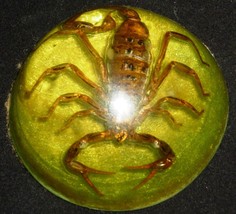 VINTAGE REAL SCORPION LUCITE DOME ENCASED PAPERWEIGHT - $15.68