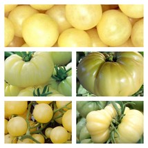 White Tomato Collection Seeds Gardening USA Shipping - $10.00