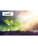 PSA Blue Bell For Planting 50 Seeds Campanula Medium Fast Growing - €15,07 EUR PSA Blue Bell For Planting 50 Seeds Campanula Medium Fast Growing - €15,07 EUR
