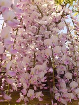 5 cuttings of Wisteria floribunda Honbeni (syn Pink Ice), dormant, no roots - £19.98 GBP