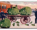 Comic Exaggeration Cabbage Grown In Washington WA UNP DB Postcard Y16 - $16.78