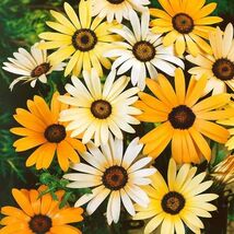 Fresh 100 African Daisy  - $4.00