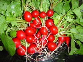 USA Cherry Belle Radish Raphanus Sativus Vegetable 2000 Seeds - £8.64 GBP