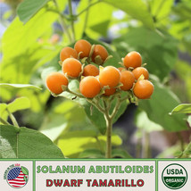 HS 20 Dwarf Tamarillo Seeds, Solanum Abutiloides, Organic, Non-GMO, Genuine USA - £6.56 GBP