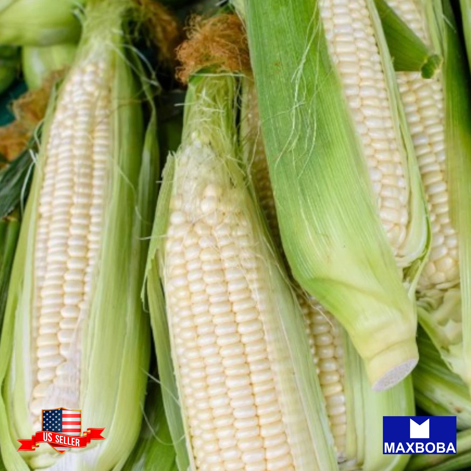 30 Sweet Silver Queen Hybrid Corn Fresh Seeds Non-GMO Vegetable BTGO 75%... - $14.47
