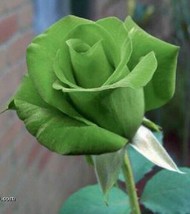 5 SEEDS GREEN ROSE ROSA BUSH SHRUB PERENNIAL FLOWER INSTANT HEIRLOOM APP... - $9.90