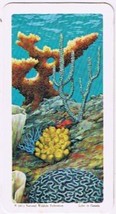 Brooke Bond Red Rose Tea Card #25 Corals Exploring The Ocean - $0.98