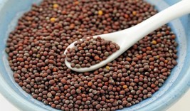 Organic &amp;100 % Pure natural Indian Mustard Seeds (Rai), 250 gm  Free shi... - £13.09 GBP