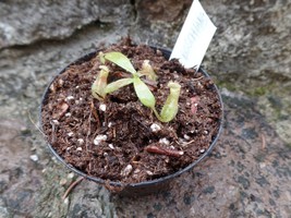 Nepenthes boschiana, Carnivorous plant, Pitcher plant, 1 babyplant - £11.73 GBP
