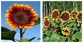 Sunflower Seeds - Floren 50 Pcs Fresh Seeds - £22.71 GBP