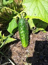 CUCUMBER, SEED, BOSTON PICKLING, HEIRLOOM, ORGANIC, NON GMO, 25+ SEEDS, ... - £1.54 GBP