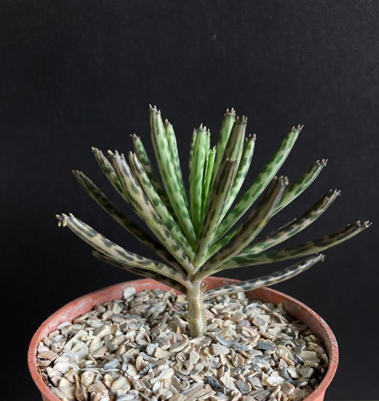 Garden Store 4&quot;&quot; Succulent Plant Chandelier Plant Kalanchoe Bryophyllum ... - $21.88