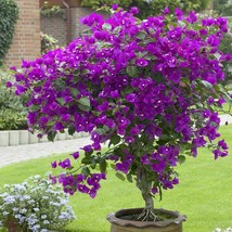 Free Shipping 1 Violet Bougainvillea Starter Plant - $46.99