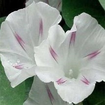 SR12Store 25 Shiva Morning Glory Flower Seeds Perennial US Product - £6.88 GBP