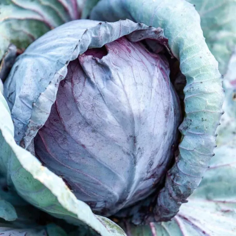 500 Stonehead Cabbage Seeds for Garden Planting - $8.43