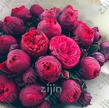 New Fresh Double Peony Seeds Double Red Ball Flowers - £10.29 GBP