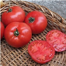 Bhn 589 Tomato Seeds Fresh Seeds USA - $12.80