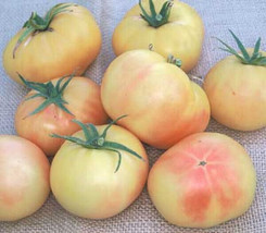 50 Seeds Golden Queen Tomato Juicy Tomatoe Vegetable Garden Fresh USA Shipping - £7.47 GBP