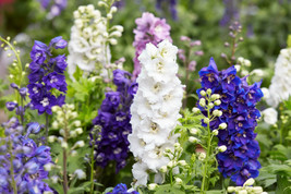 BPA 100 Seeds Rocket Larkspur Delphinium Consolida Giant Imperial MixFro... - £7.82 GBP