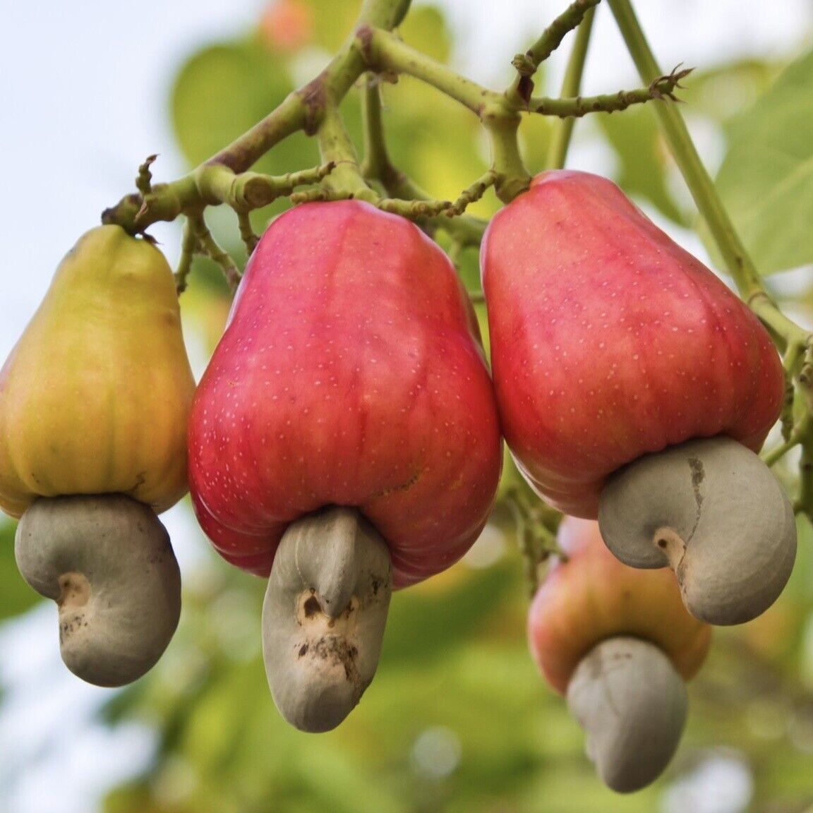 1Pcs Cashew nut Live Plant 12”-18” Anacardium occidentale tropical fruit tree - £62.76 GBP