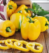 10 Yellow Sweet Bell Pepper Seeds Bw99001 Fresh USA Shipping - $17.96