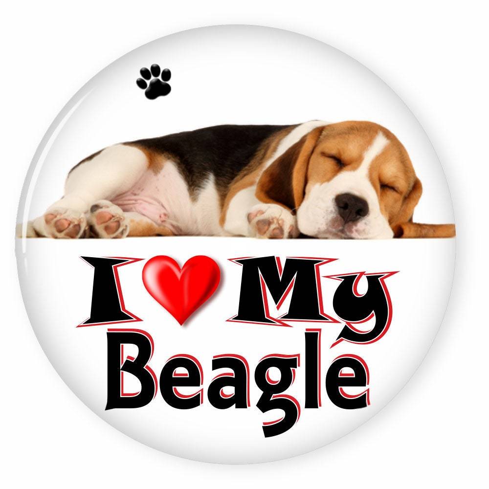 I Love My  BEAGLE Dog Puppy 3&quot; CAMPAIGN Pin Back Button For your favorit... - $7.99