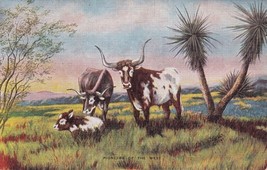 Pioneers of the West Longhorn Steer Cows Calf by Dude Larsen 1947 Postca... - $2.96