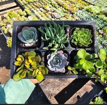 Succulents Assorted 6 Pcs Bundle In 2 Inches Pot - $15.84