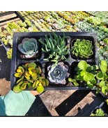 Succulents Assorted 6 Pcs Bundle In 2 Inches Pot - $21.97 CAD