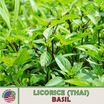 500 Seeds Licorice Thai Basil Grow Beauty With Heirloom Seeds - $8.35